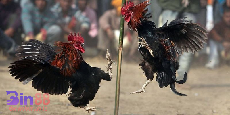 Mẹo chơi Đá Gà GA28 dễ thắng từ những tay chuyên nghiệp