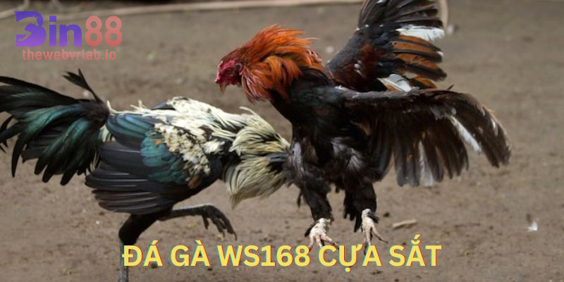 Kinh nghiệm chơi đá gà hiệu quả cho các tân thủ